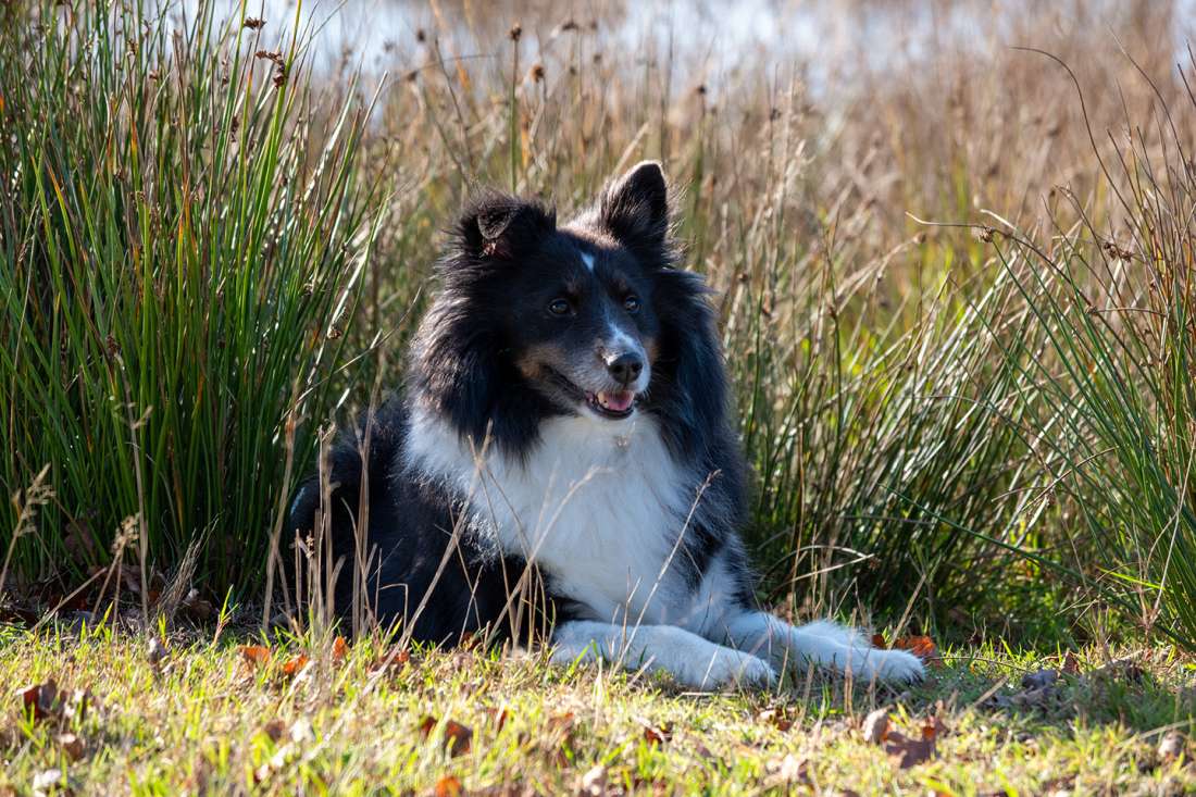 Hondenfotografie Drenthe