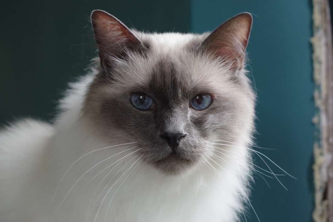 Kattenfotografie Drenthe