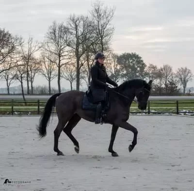 afbeelding van Samen in beweging, een krachtig moment waarin ruiter en paard één geheel vormen.